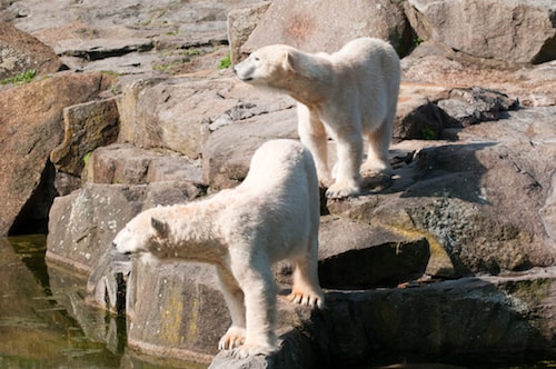 Isbjörnar på Berlin Zoo